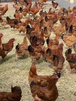 Kienyeji Improved Chicken