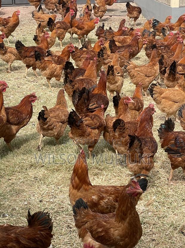 Kienyeji Improved Chicken - thumbnail 5