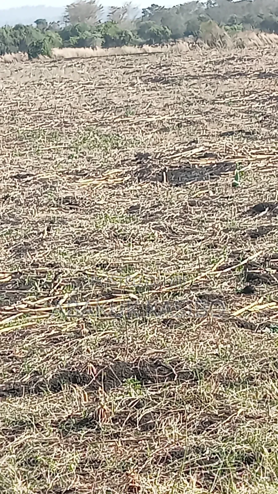 Prime Land at Nyagidha for Sale