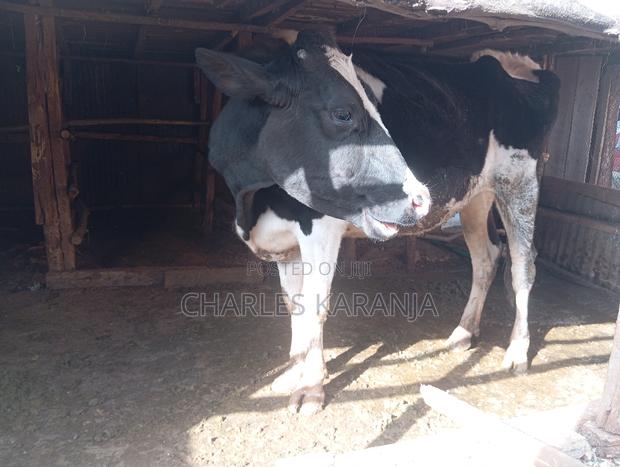 Freshian Heifer - thumbnail 2