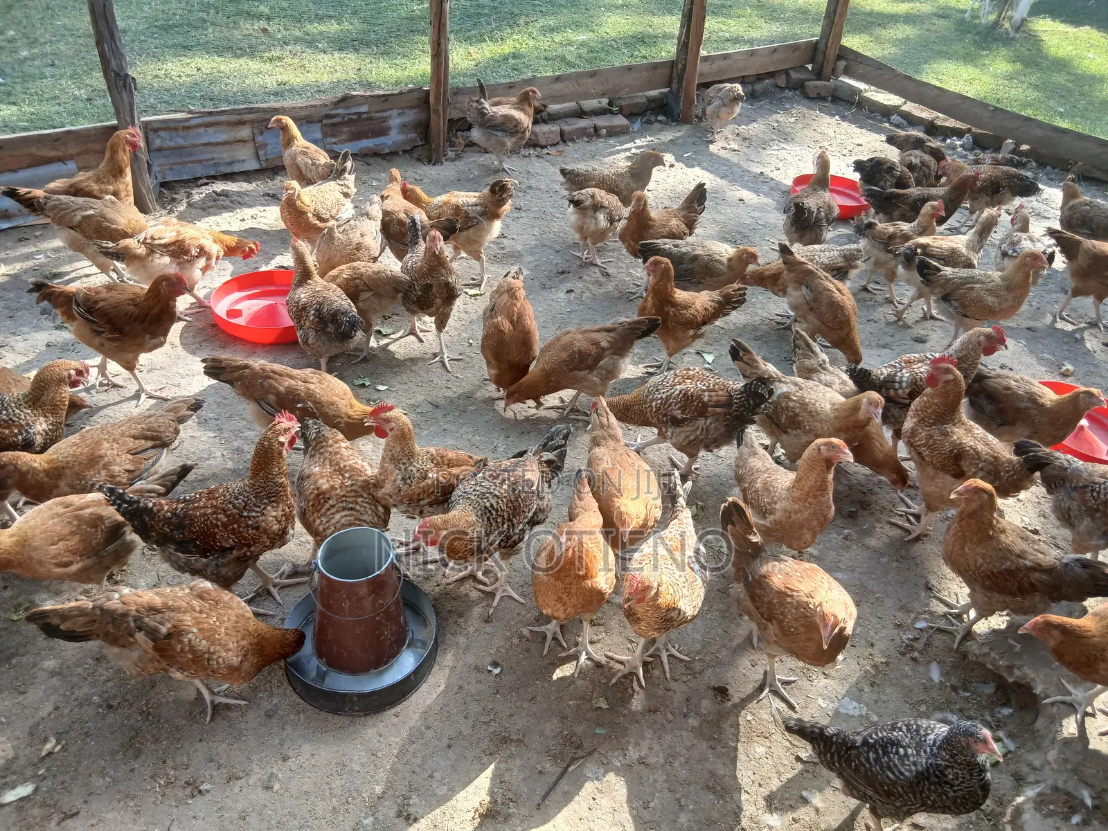 Broiler & Improved Kienyeji