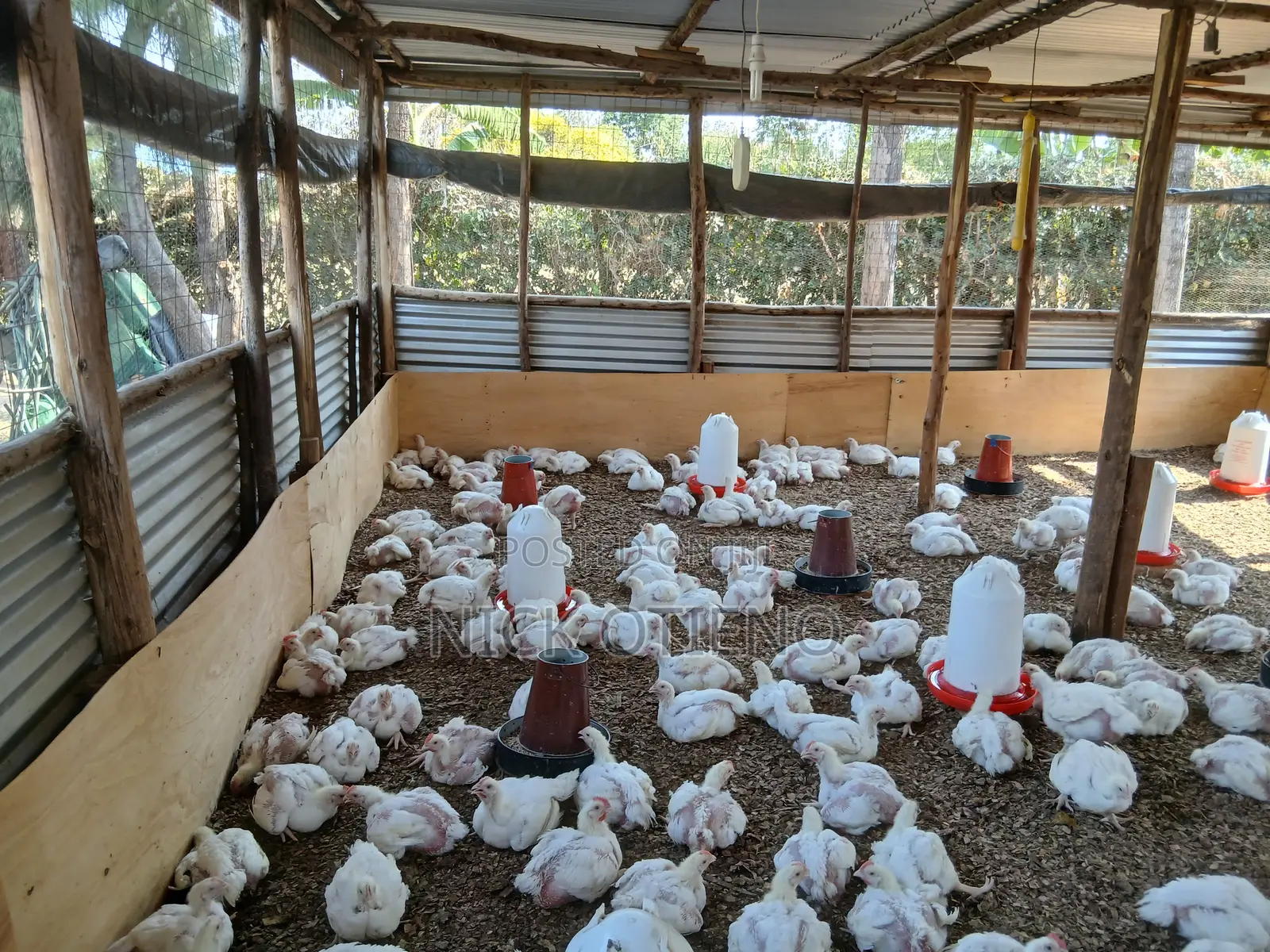 Broiler & Improved Kienyeji