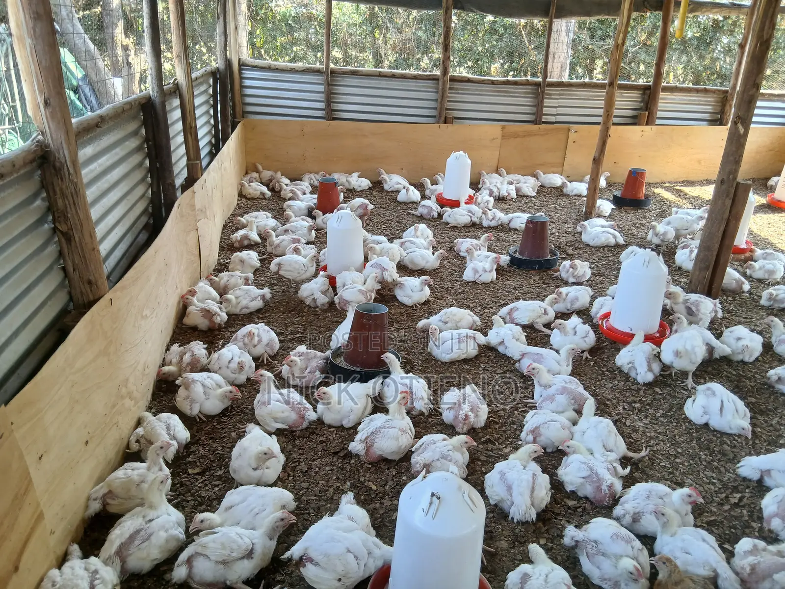 Broiler & Improved Kienyeji