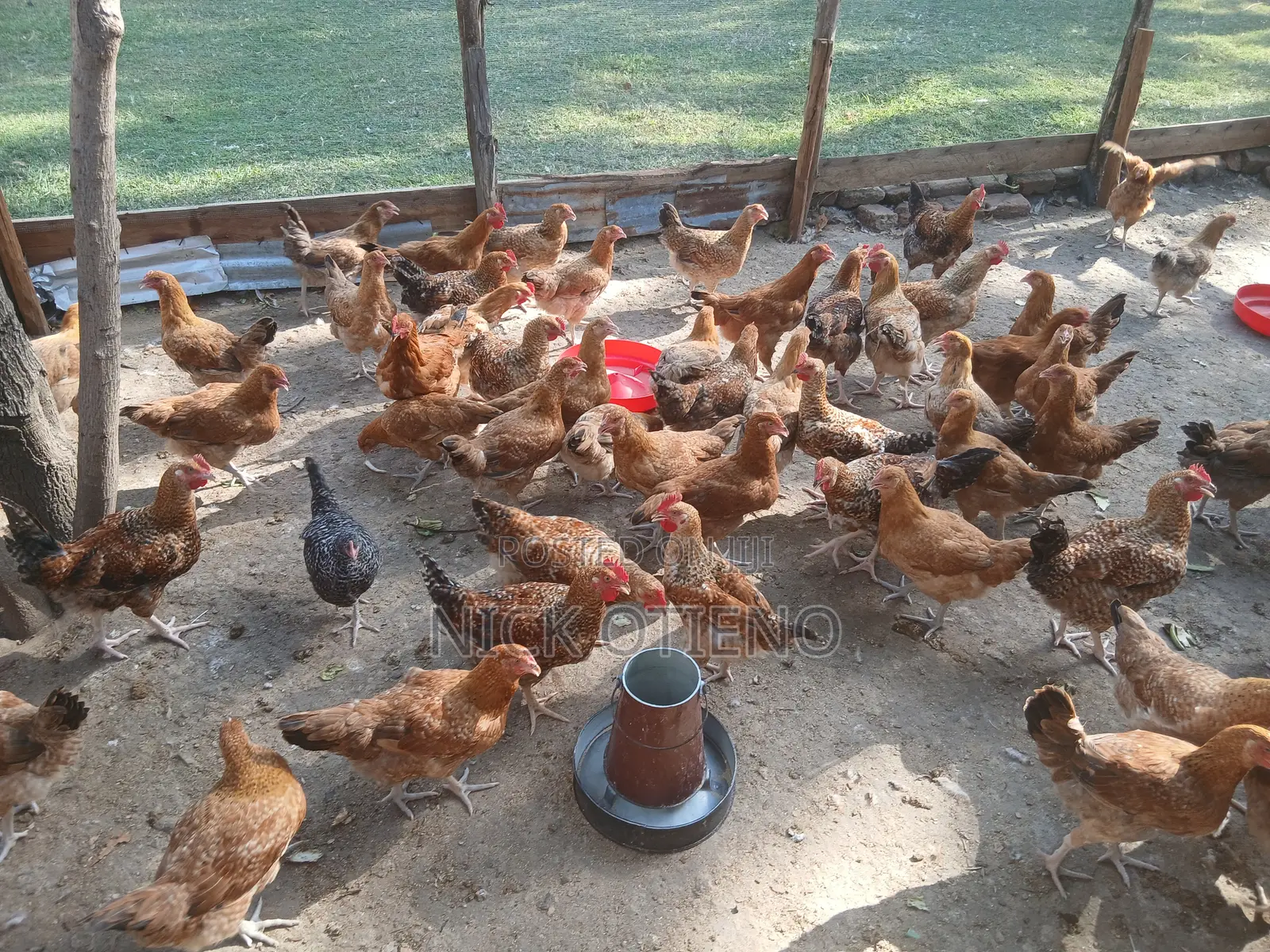 Broiler & Improved Kienyeji