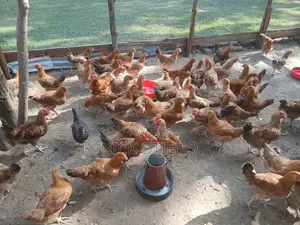 Broiler & Improved Kienyeji