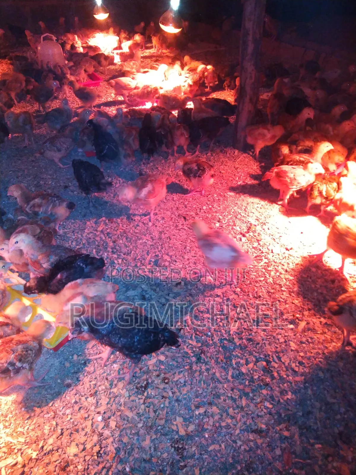 Kenbro Improved Kienyeji Chicks 1 Month Old Fully Vaccinated