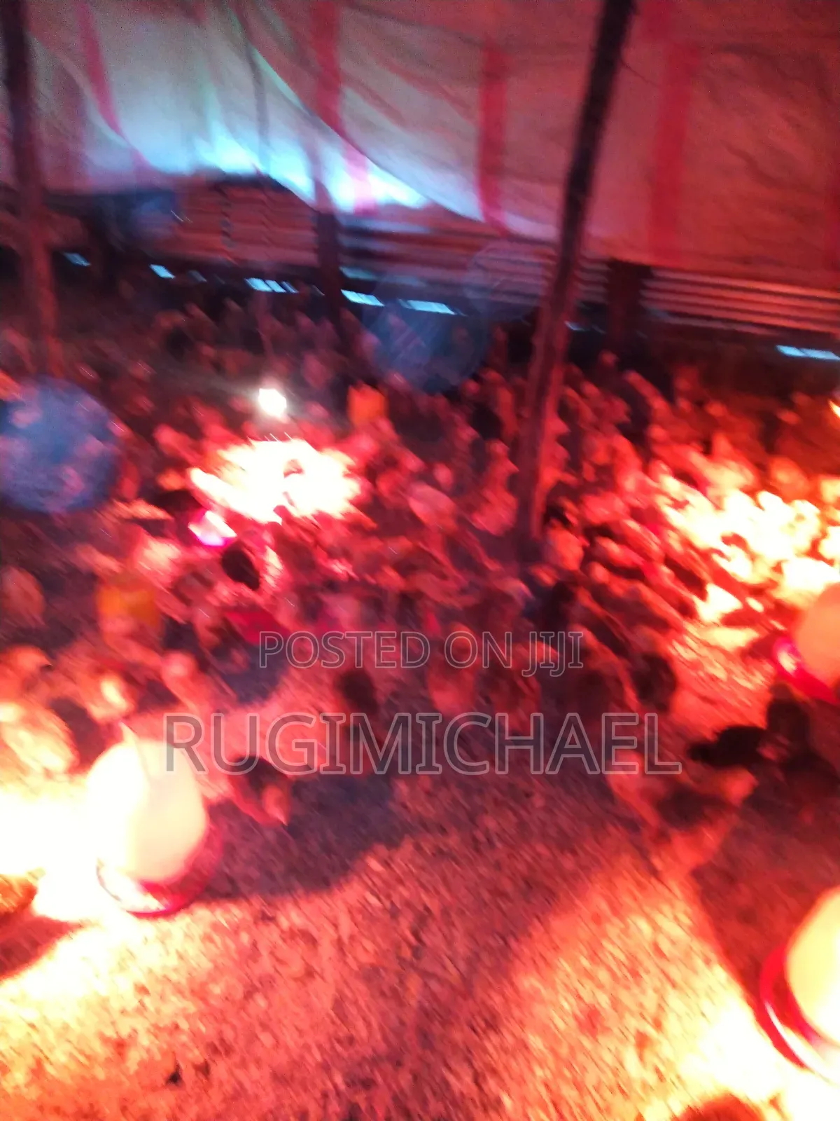 Kenbro Improved Kienyeji Chicks 1 Month Old Fully Vaccinated