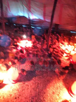 Kenbro Improved Kienyeji Chicks 1 Month Old Fully Vaccinated