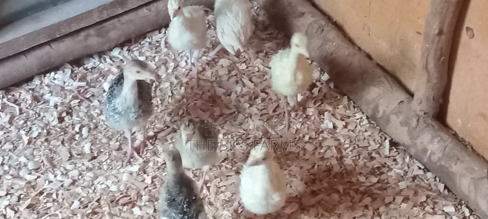 Turkey Poult
