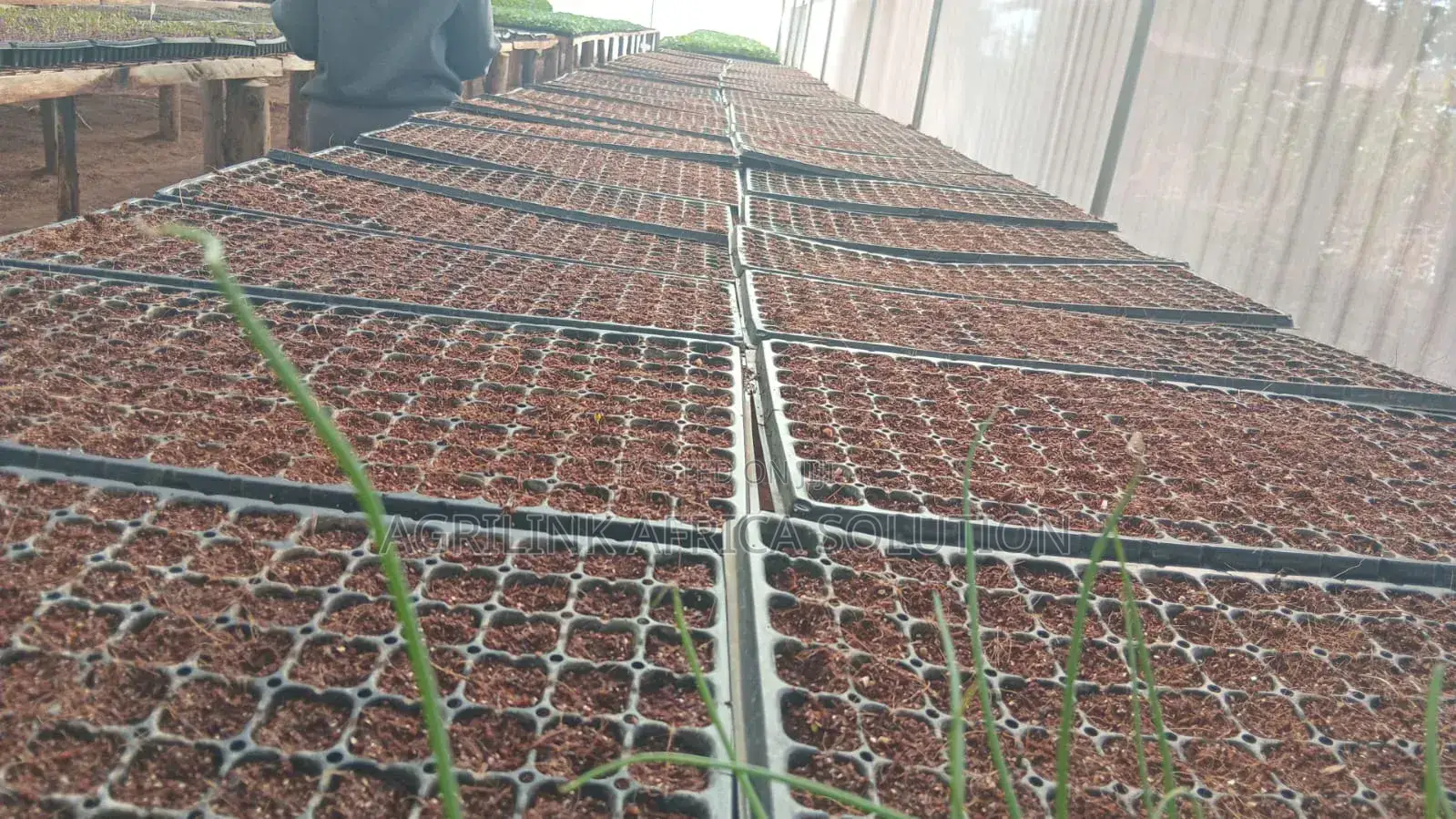 Seedling Trays