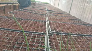 Seedling Trays