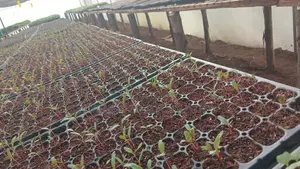 Seedling Trays