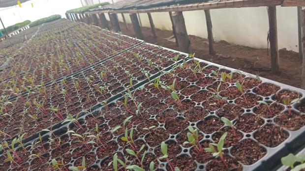 Seedling Trays - thumbnail 4