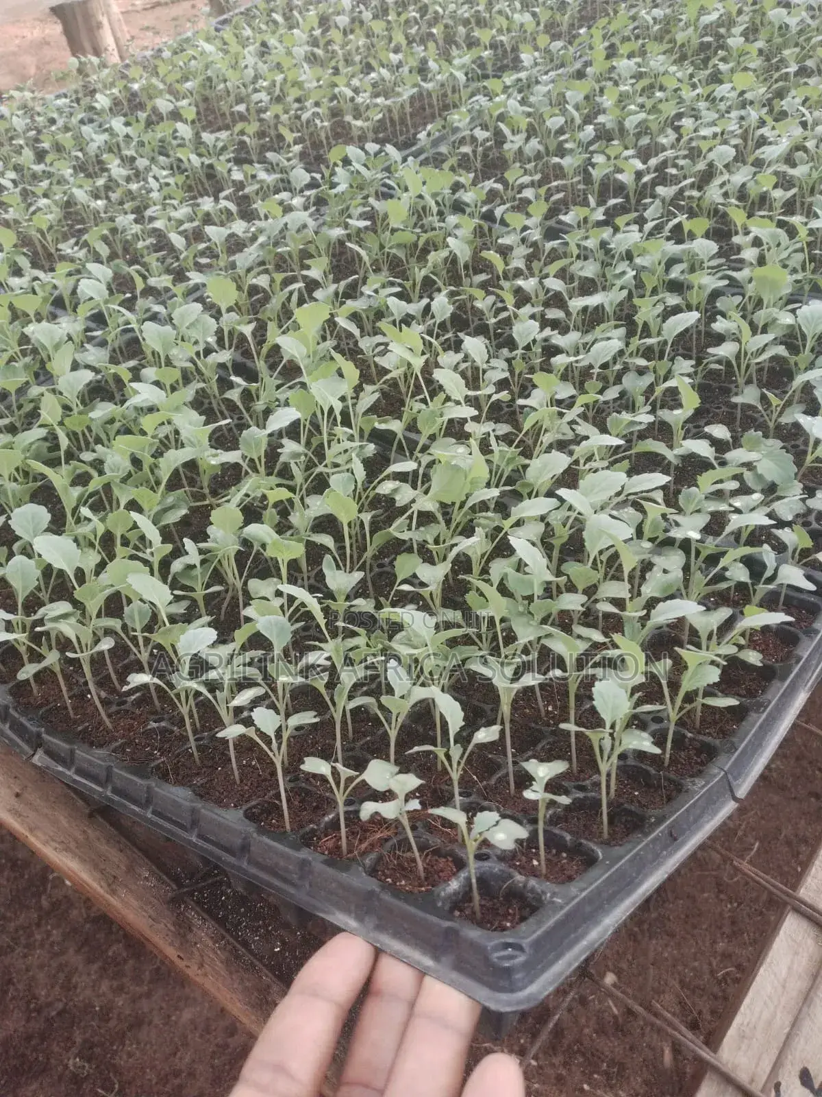 Seedling Trays