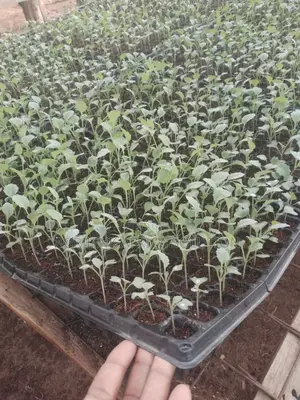 Seedling Trays