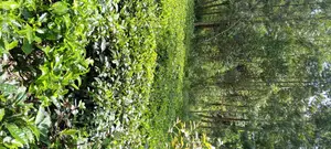 Selling Land