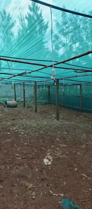 Shadenet Green 55% 4m by 50m