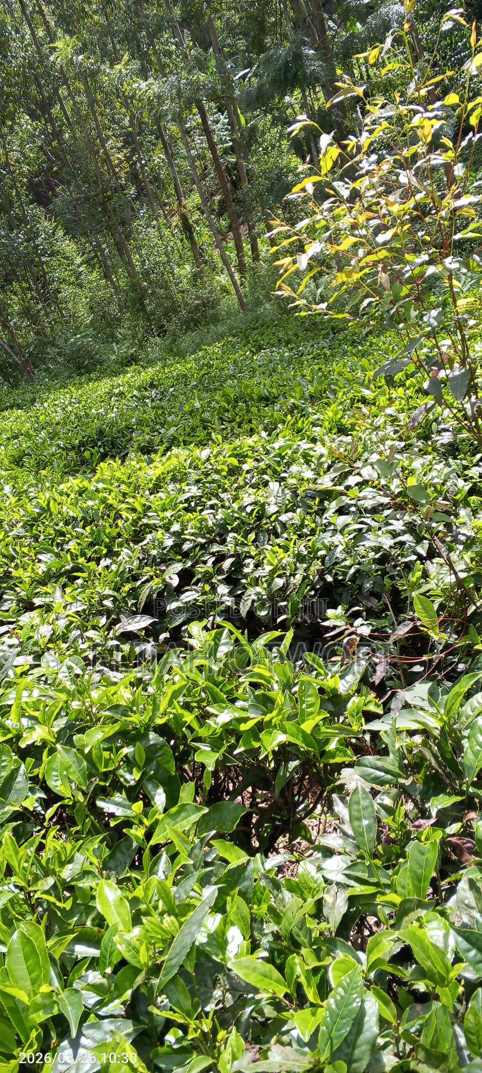 Selling Land