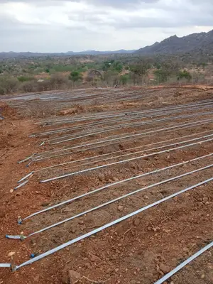 Driplines Pipes
