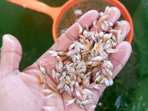 Red Tilapia Fingerlings Available