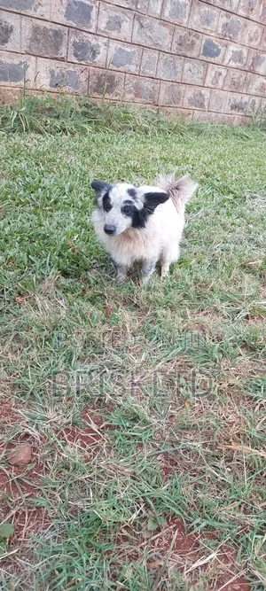 1-3 months Male Purebred Japanese Spitz