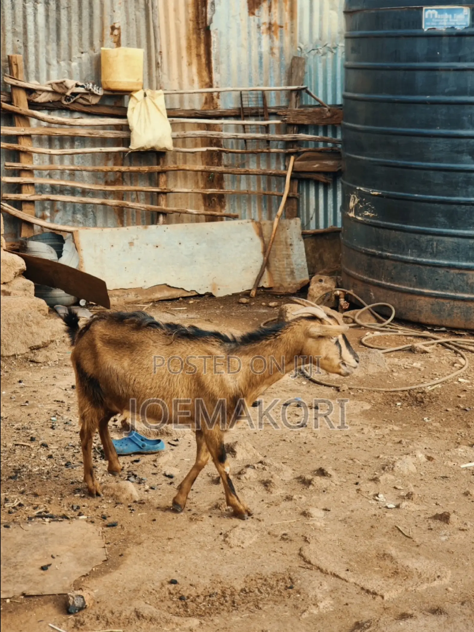 Dairy Goat German Alpine