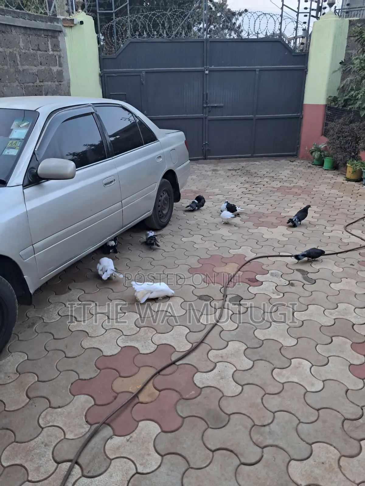 Pets Lovers Pigeons on Sale