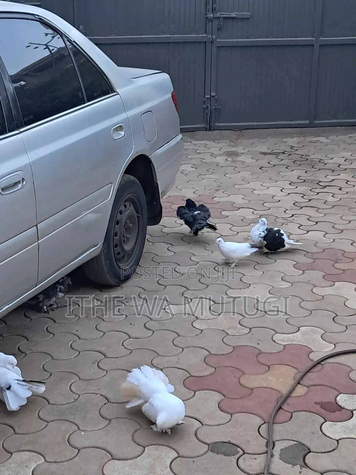 Pets Lovers Pigeons on Sale