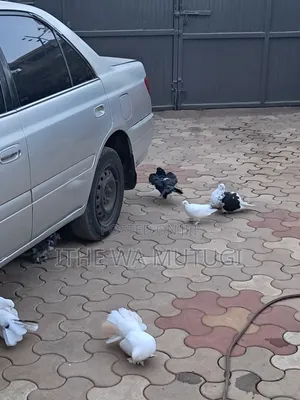 Pets Lovers Pigeons on Sale