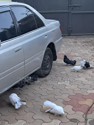 Pets Lovers Pigeons on Sale