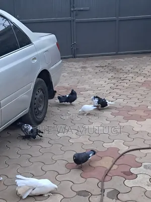 Pets Lovers Pigeons on Sale