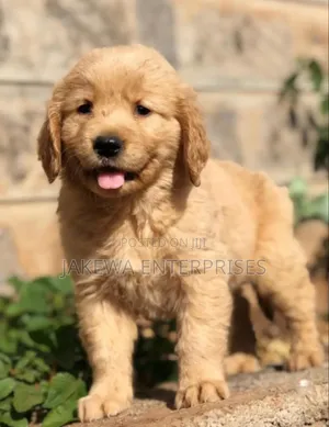 1-3 months Female Purebred Golden Retriever