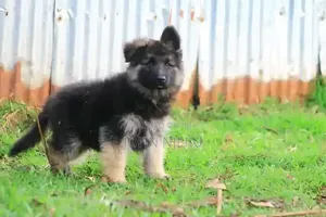 1-3 months Male Purebred German Shepherd