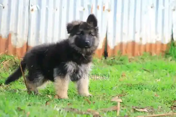 1-3 months Male Purebred German Shepherd