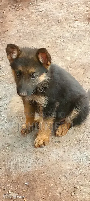 1-3 months Male Purebred German Shepherd