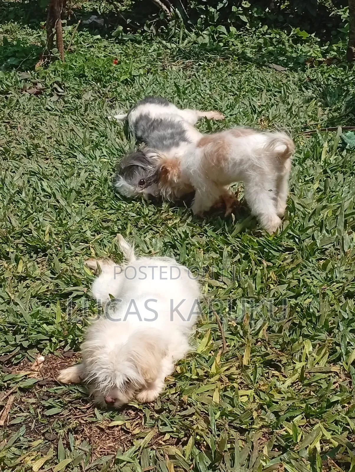 3-6 months Male Purebred Chihuahua