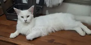 6-12 months Female Purebred Maine Coon
