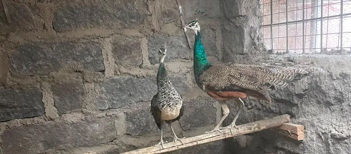 Peacock Tausi