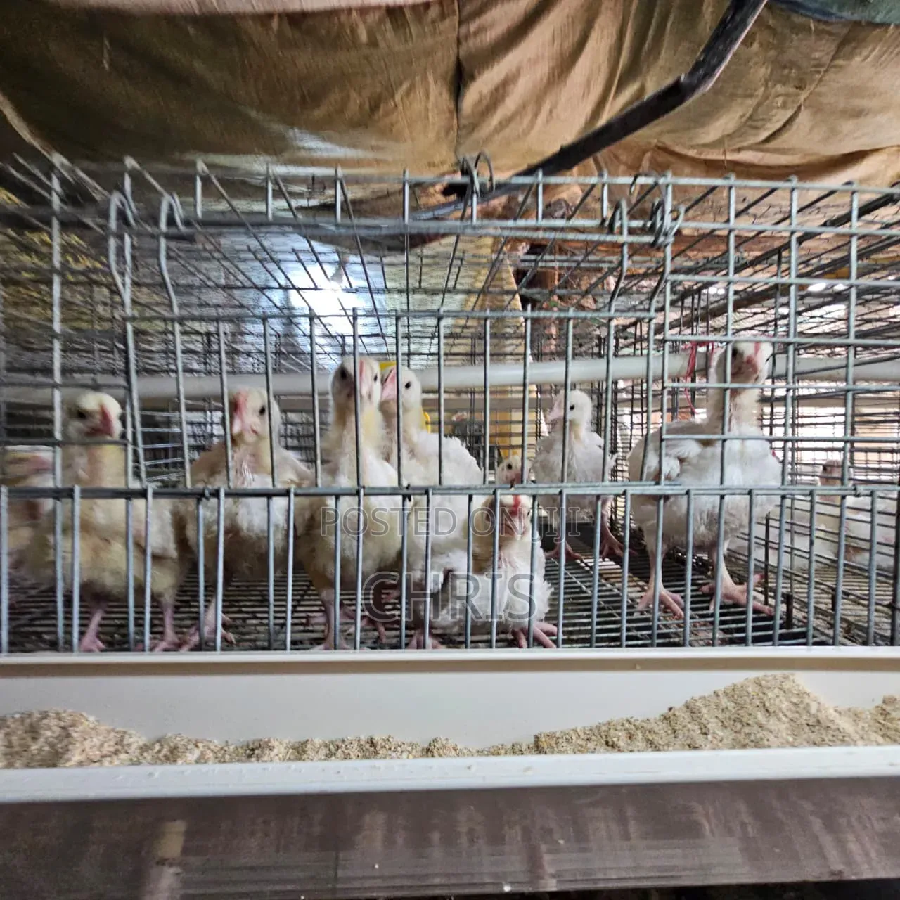 Used Cages for 512 Birds