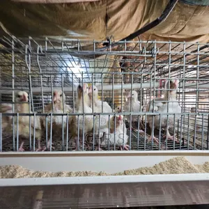 Used Cages for 512 Birds