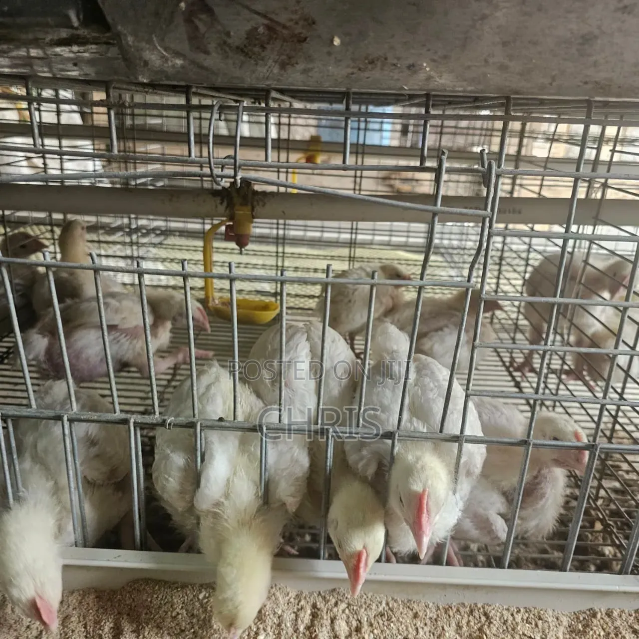 Used Cages for 512 Birds