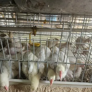 Used Cages for 512 Birds