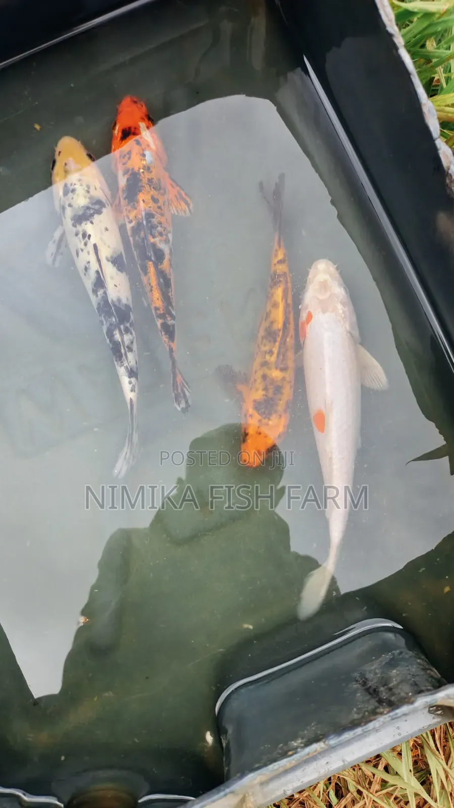 Koi and Goldfish at Farm Price.