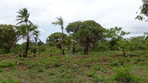 Land for Sale – Diani/Msambweni, 500m to Beach. 28 Mins to Diani Town