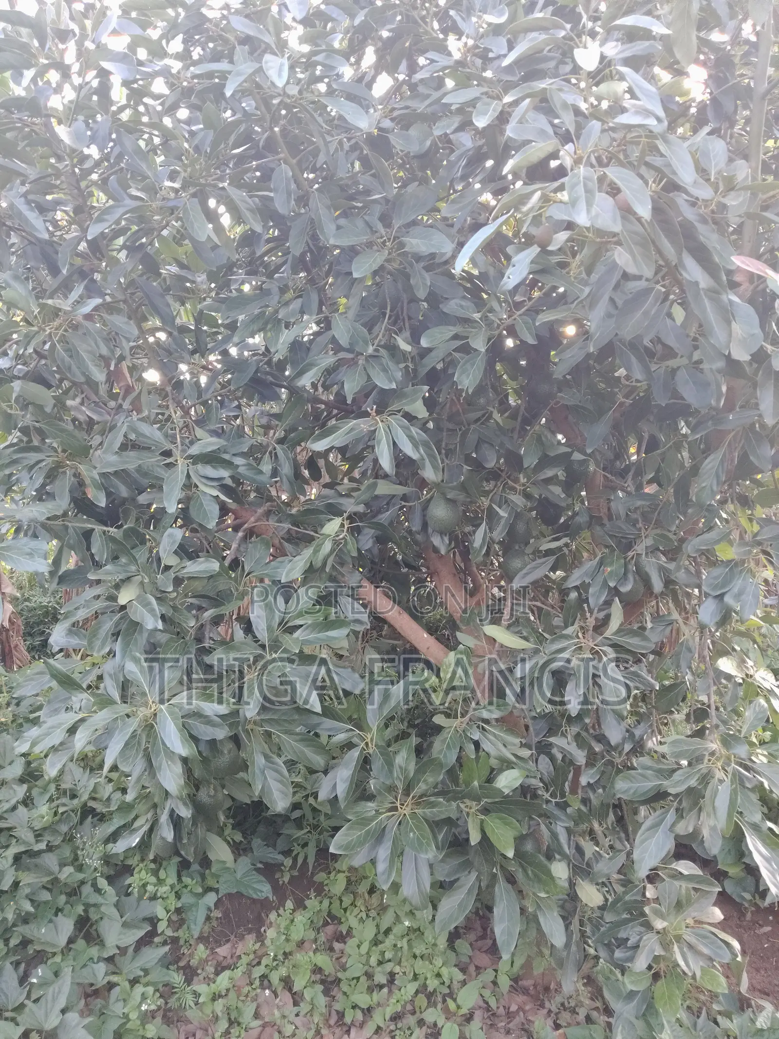 Has Ovacado Fruits Ready for Harvest