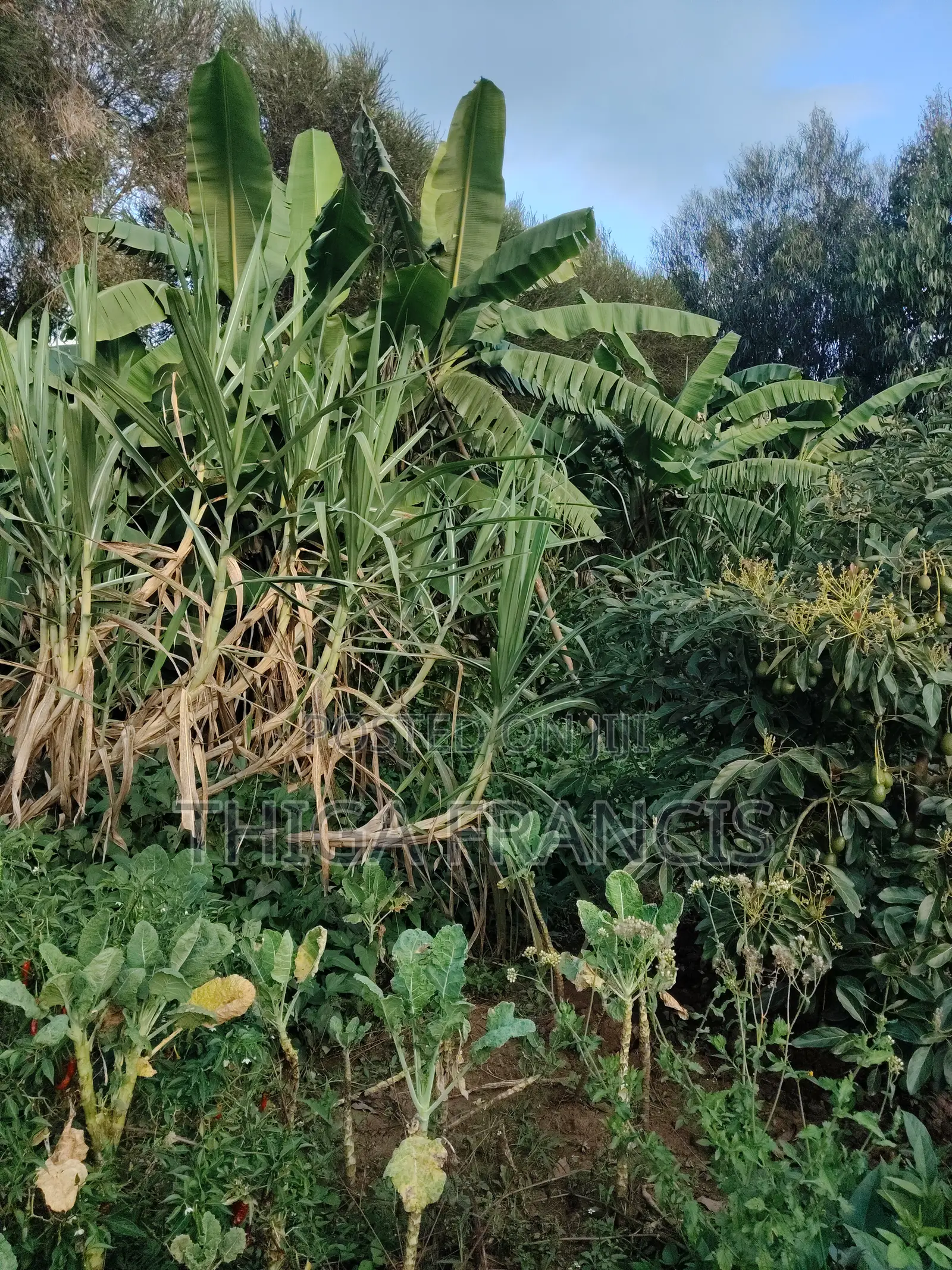 Has Ovacado Fruits Ready for Harvest