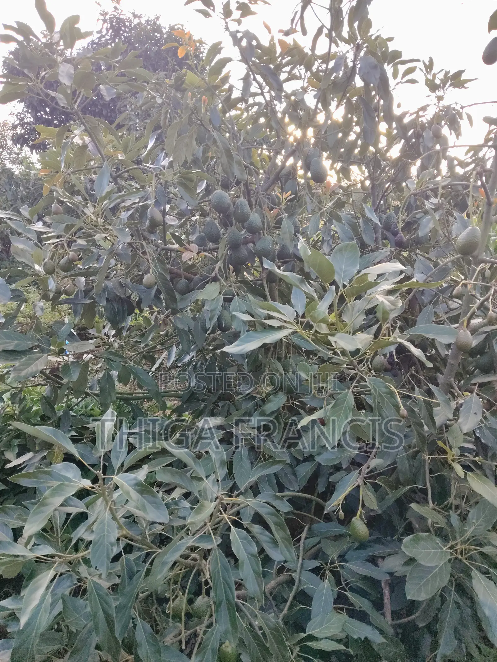Has Ovacado Fruits Ready for Harvest