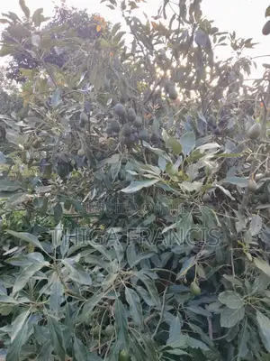 Has Ovacado Fruits Ready for Harvest