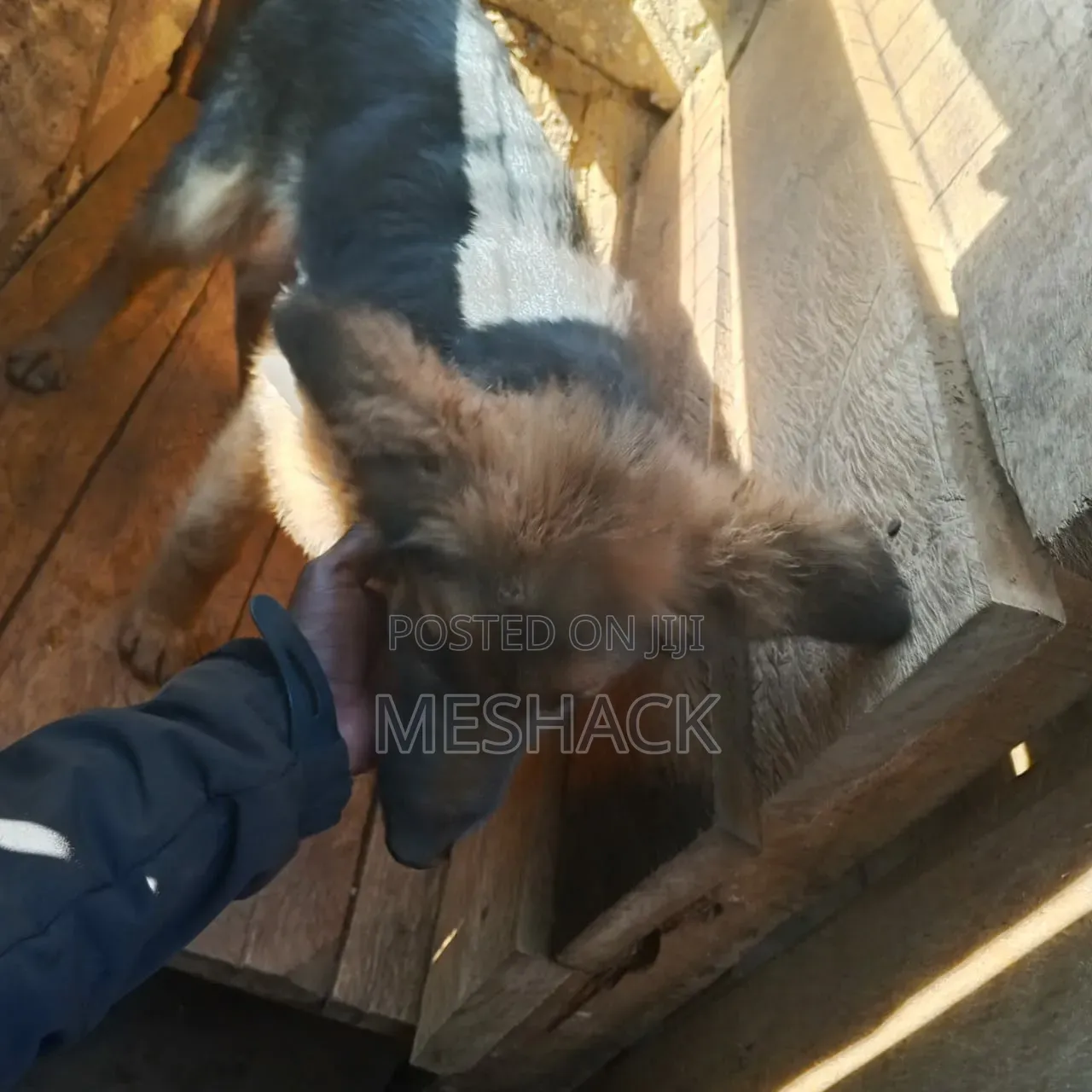 6-12 months Male Purebred German Shepherd