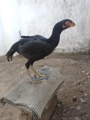 3-4 Months Old Kuchi Chicks for Sale Both Females